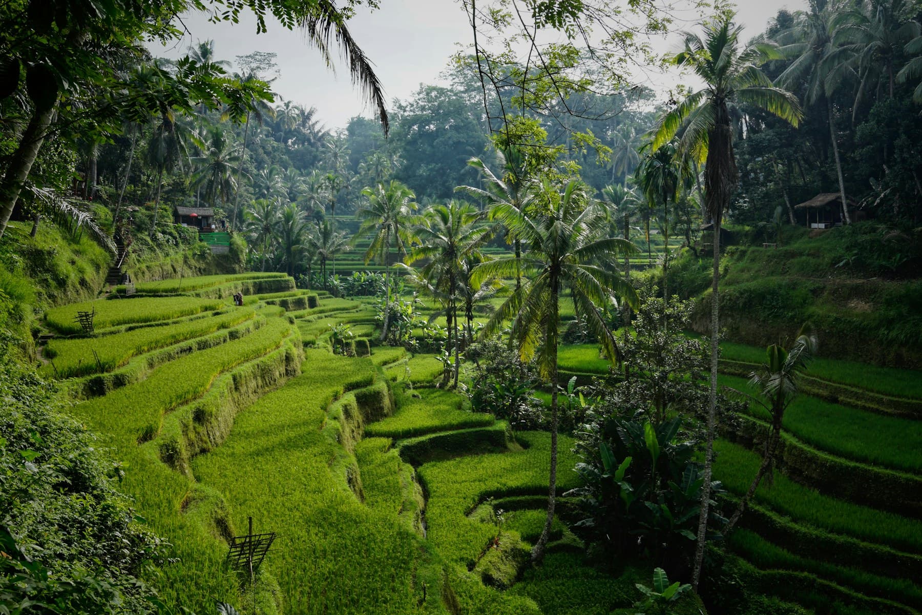 Leuchtend grüne Reisterrassen und Palmen auf Bali